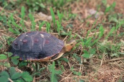圖4.食蛇龜(黃秀玉攝 農業部生物多樣性研究所提供)